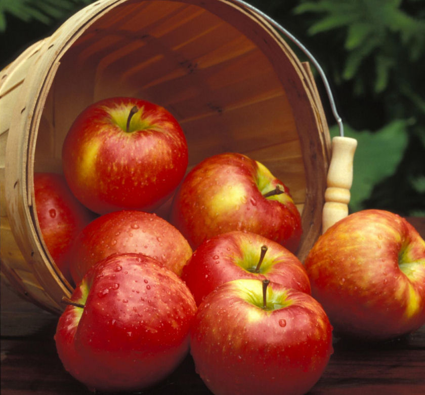Honeycrisp™ Apple SemiDwarf Tree Natorp's Online Plant Store